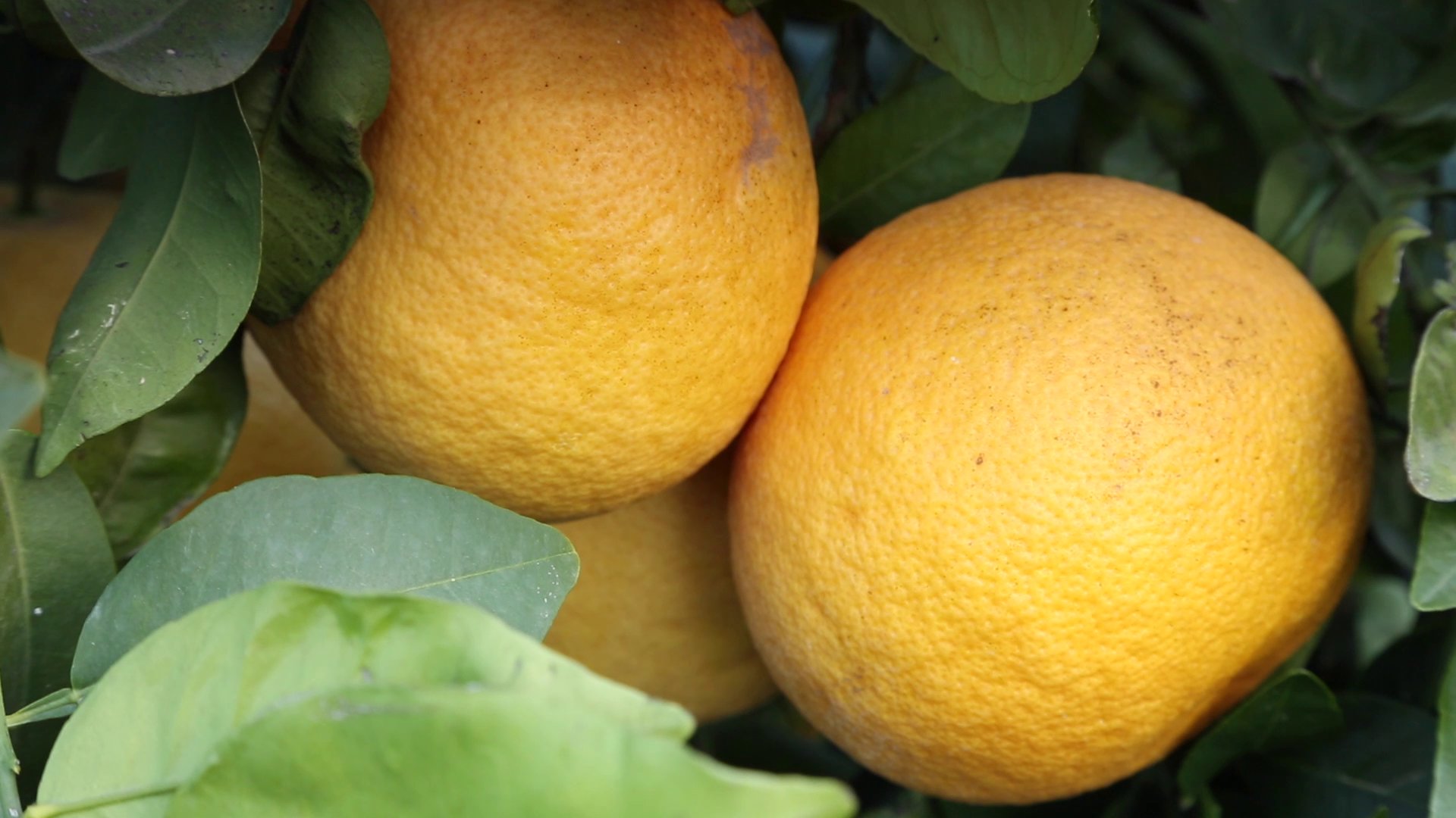 Продукт недели: грейпфруты