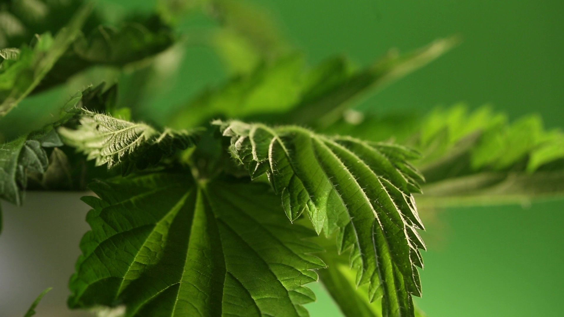 Анонс на 25 июня: квас живой и не очень, полезная крапива, еда для ...