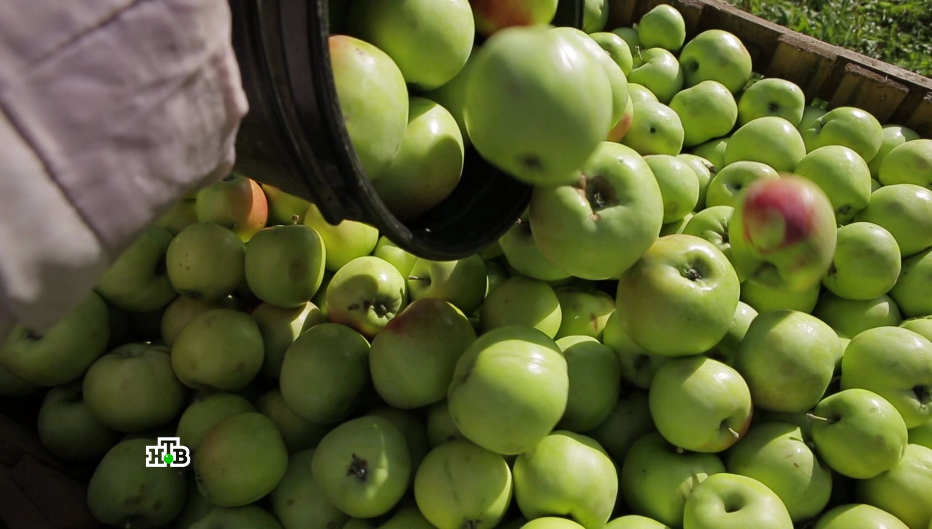 Яблоки Узбекистан