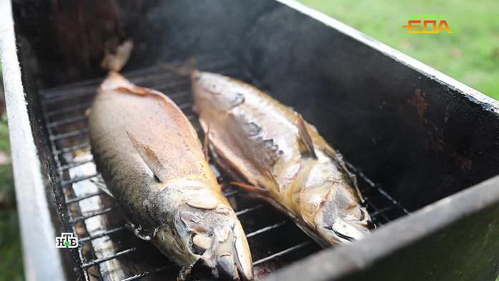 Скумбрия