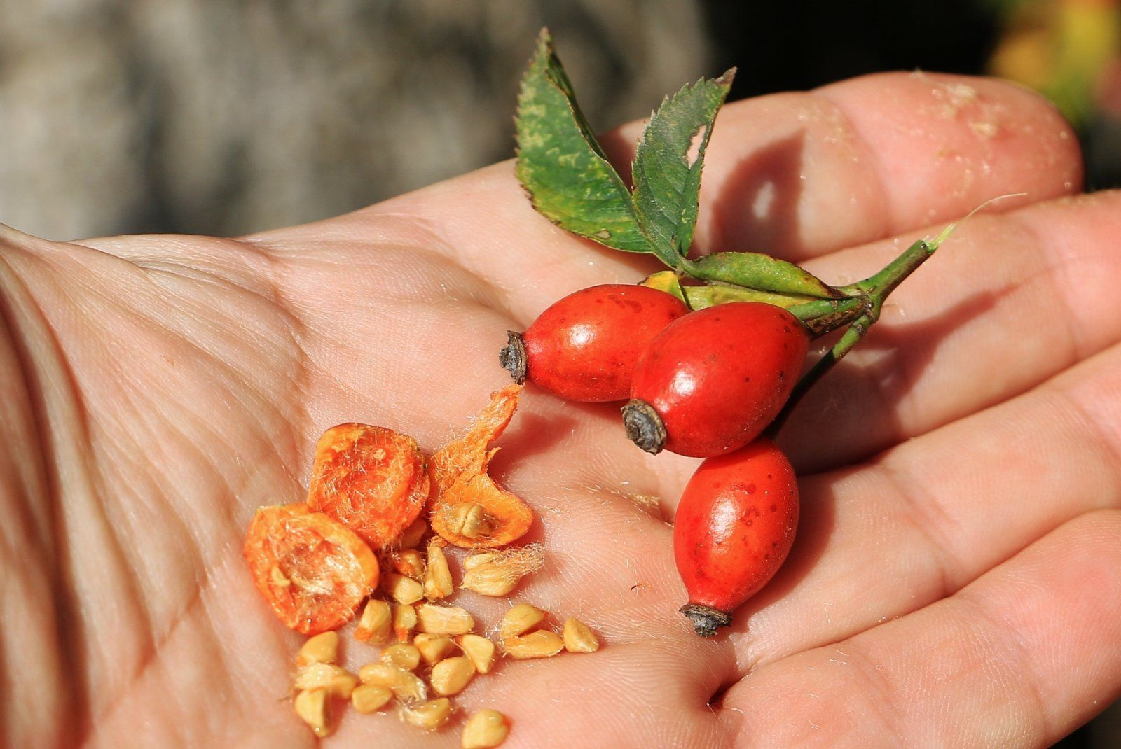 Боярышник: полезные и лечебные свойства ягод