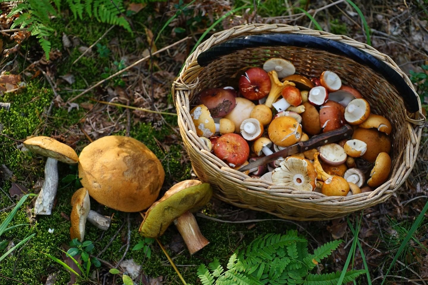 Срок и условия хранения соленых грибов