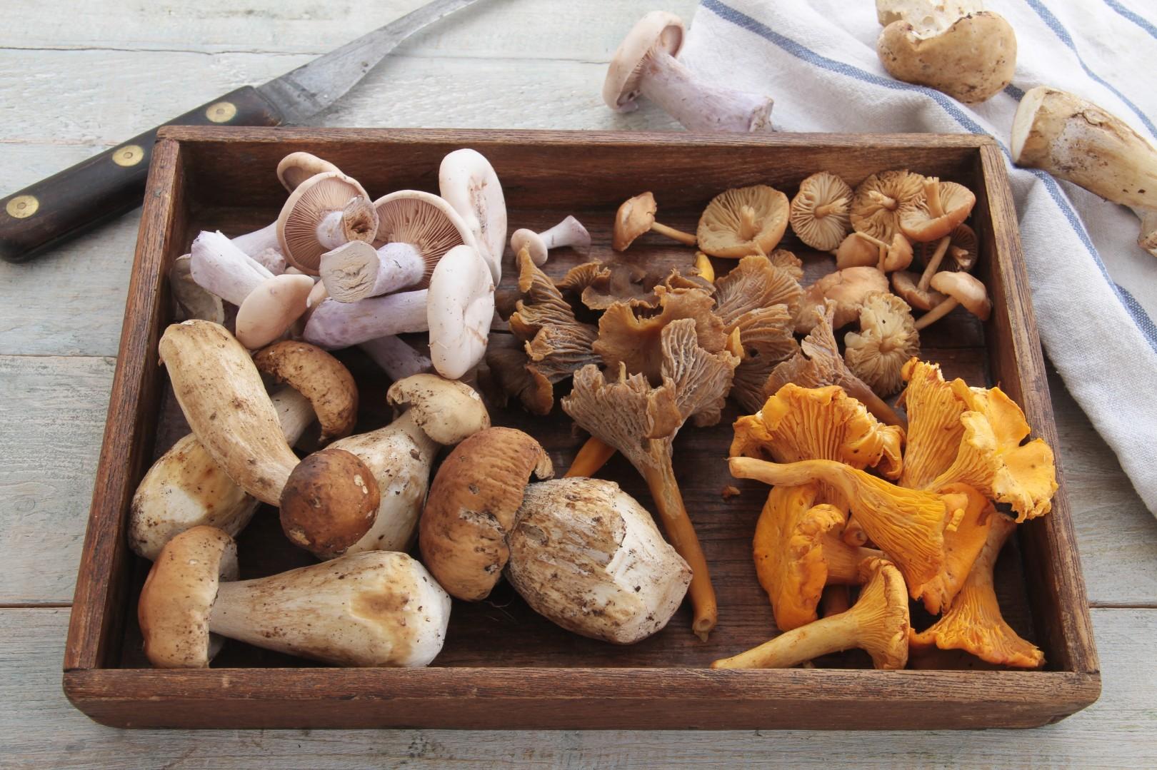 В течение какого периода времени грибы можно употреблять в пищу?