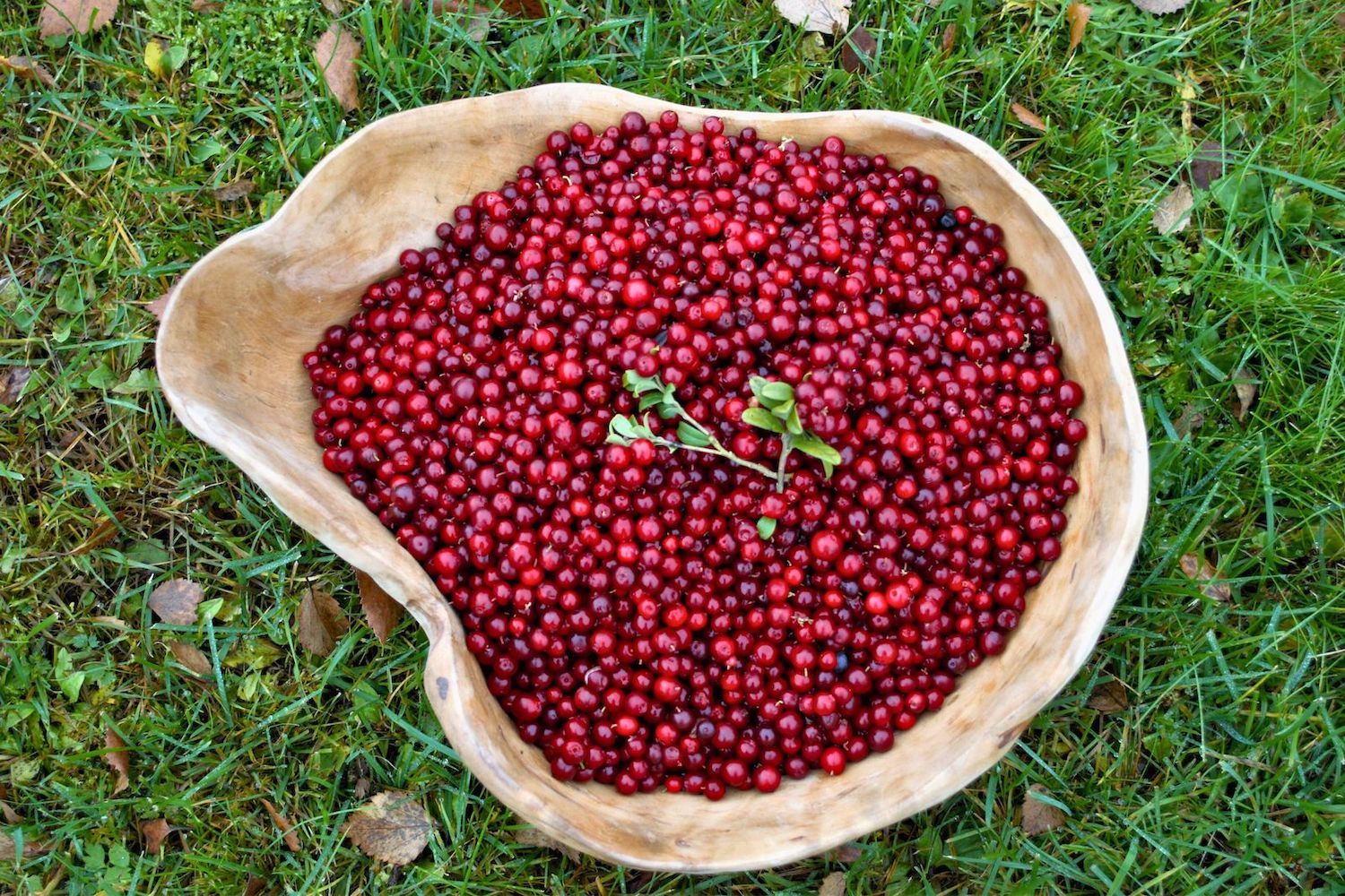 Топ-5 полезных свойств чудо-ягоды — брусники